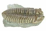 Large, Prone Flexicalymene Trilobite - Indiana #287235-2